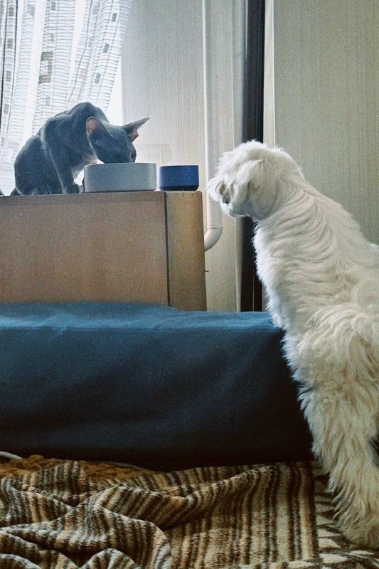 Кот и собака наблюдают друг за другом дома
